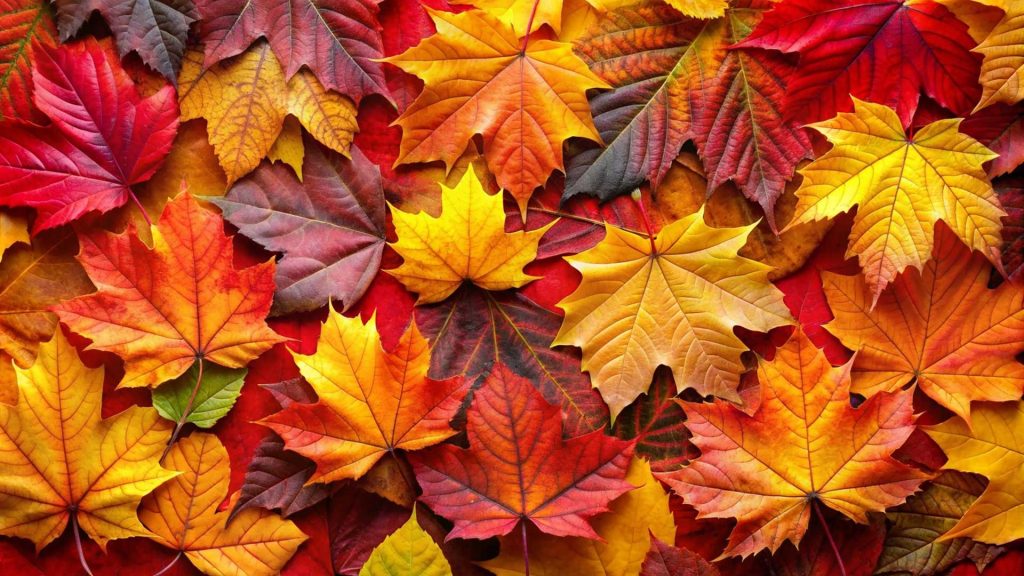 🌸 Seasonal Skincare Tips